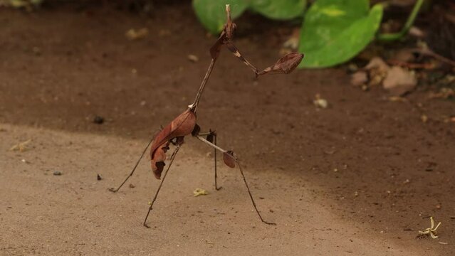 
The Giant Prickly Stick Insect, Extatosoma tiaratum, a close capture of this alien-like insect, stands on the floor. This stick bug, Phasmida serratipes, disguises itself as a twig.