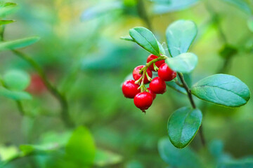 Lingonberry Fireballs or Vaccinium vitis-idaea. Lawn of ripe and fresh lingonberry in the forest