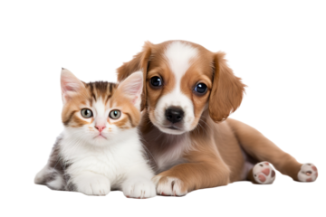 Cute small kitten and puppy on a white background studio shot PNG