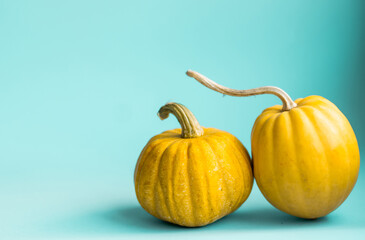 Cute decorative pumpkins on blue background with copy space. Halloween or Thanksgiving concept. Orange pumpkins backdrop. Autumn harvest. Fall decoration concept.