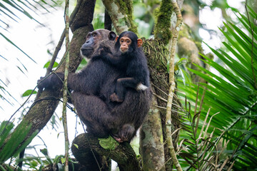 Chimpanzees female with baby