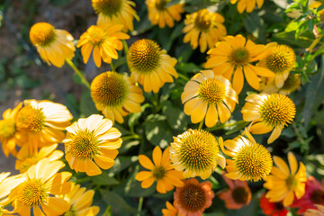 The Yellow flowers of Echinacea purpurea 'Sombrero Yellow', in close up, in a natural outdoor setting. Cone flower.
