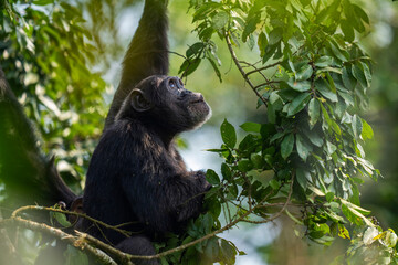 Chimpanzee in a tree
