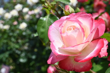 バラ園に咲く美しい薔薇