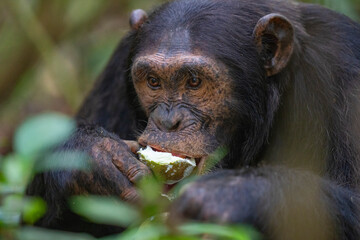 Chimpanzee close up