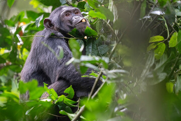 Chimpanzee in a tree
