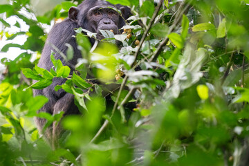 Chimpanzee in a tree