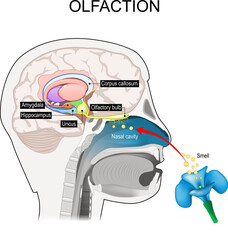 olfaction. Olfactory nerves. Cross section of the brain - obrazy, fototapety, plakaty