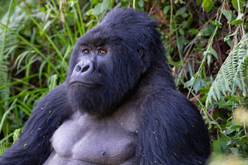 Mountain gorilla close up portrait © Staffan Widstrand