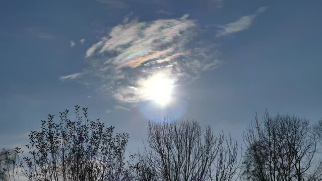 Blue sky, birds in flight, dark autumn trees and clouds Iridescence, Irisation around sun - colorful optical phenomenon at high level of clouds in real time.