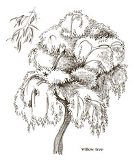 Willow tree and willow branch vector - obrazy, fototapety, plakaty