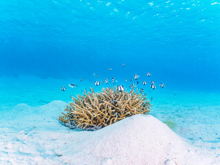 Naklejka na ściany i meble 美しい白砂のビーチの可愛いサンゴに住む美しいミスジリュウキュウスズメダイ（スズメダイ科）の群れ他。日本国沖縄県島尻郡座間味村座間味島阿真ビーチにて。 2022年11月25日水中撮影。 