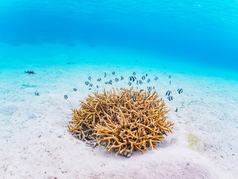 美しい白砂のビーチの可愛いサンゴに住む美しいミスジリュウキュウスズメダイ（スズメダイ科）の群れ他。

日本国沖縄県島尻郡座間味村座間味島阿真ビーチにて。
2022年11月25日水中撮影。
