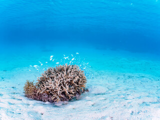 Fototapeta na wymiar 美しい白砂のビーチの可愛いサンゴに住む美しいデバスズメダイ（スズメダイ科）の群れ他。日本国沖縄県島尻郡座間味村座間味島阿真ビーチにて。 2022年11月25日水中撮影。 