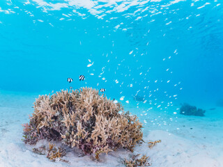 Naklejka na ściany i meble 美しい白砂のビーチの可愛いサンゴに住む美しいデバスズメダイ（スズメダイ科）の群れ他。日本国沖縄県島尻郡座間味村座間味島阿真ビーチにて。 2022年11月25日水中撮影。 