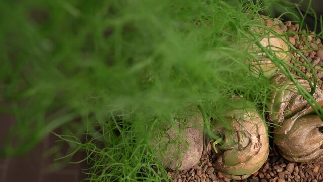 Pan of a climbing onion succulent plant growing in a pot