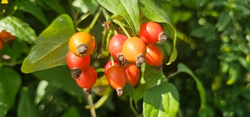 A rose hip (Rosa canina) bush bearing ripe rose hips (Rosa canina).