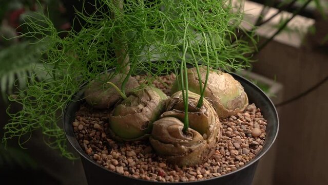 Exotic succulent plants. Panning a Bowiea volubilis, also known as climbing onion, bulbs and green stems growing in a black pot in the urban garden.