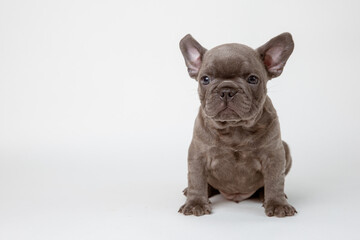 A charming French bulldog puppy sitting facing forward. He looks curiously into the camera Isolated on a white background.