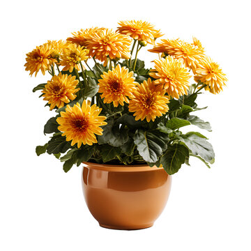 chrysanthemum in a pot PNG. flowers in a pot PNG. Orange flowers isolated png. Flowers in a ceramic pot. Nature