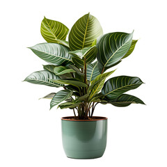 plant in a pot png. plant in a ceramic pot isolated png. Green potted plant. Nature