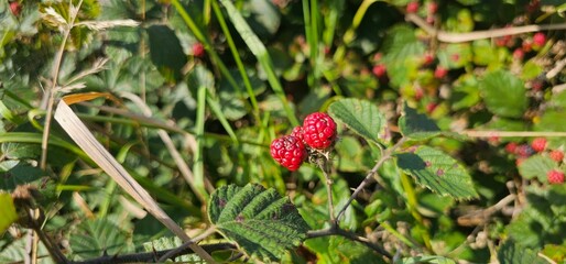 A bush of many ripe blackberries (Rubus fruticosus). they are in red and violet colors.