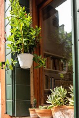 Close-up of a window with green wooden shutters and cacti on the windowsill. Venice, Italy