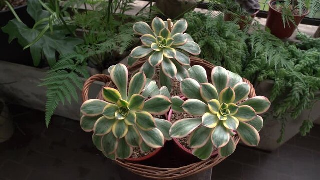 Panning a succulent plant growing in a pot in the balcony. 