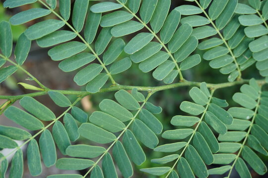 abstract background of Tamarindus indica leaves