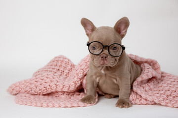 funny French bulldog puppy wrapped in a knitted plaid with glasses on a white background