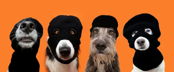 Poster Pets halloween. Four dogs dressed as a thief criminal wearing a balaclava. Isolated on orange background © Sandra