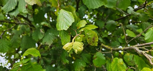 A hazelnut tree with many hazelnut fruits (Corylus avellana)