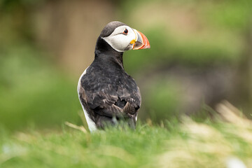 Fototapeta premium Papageientaucher, Kormorane und Trottellummen von der Insel Lunga in Schottland. 