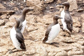 Papageientaucher, Kormorane und Trottellummen von der Insel Lunga in Schottland.
