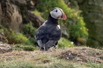 Papageientaucher, Kormorane und Trottellummen von der Insel Lunga in Schottland.
