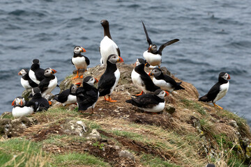 Papageientaucher, Kormorane und Trottellummen von der Insel Lunga in Schottland.
