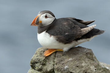 Papageientaucher, Kormorane und Trottellummen von der Insel Lunga in Schottland.

