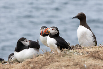 Papageientaucher, Kormorane und Trottellummen von der Insel Lunga in Schottland.
