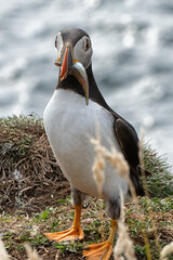 Papageientaucher, Kormorane und Trottellummen von der Insel Lunga in Schottland.
