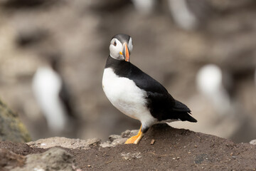 Papageientaucher, Kormorane und Trottellummen von der Insel Lunga in Schottland.
