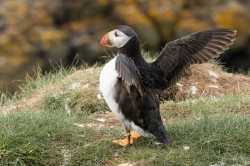 Papageientaucher, Kormorane und Trottellummen von der Insel Lunga in Schottland.
