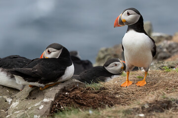 Papageientaucher, Kormorane und Trottellummen von der Insel Lunga in Schottland.

