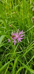 Natural colored close-up of an Early Bee, Bombus head, perched on purple Knapweed