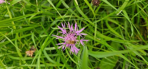 Natural colored close-up of an Early Bee, Bombus head, perched on purple Knapweed