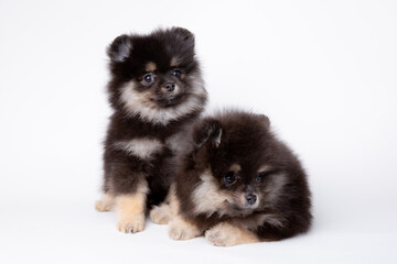 Fototapeta premium a group of cute fluffy pomeranian puppies on a white background, cute pet calendar
