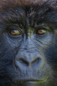 Mountain gorilla close up portrait