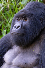 Mountain gorilla close up portrait