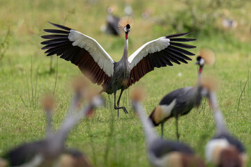 Grey Crowned crane