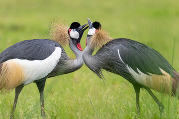 Grey Crowned crane