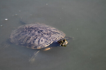 Eared turtle in the water